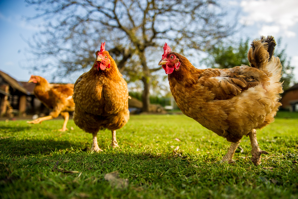 alimentazione biologica allevamento