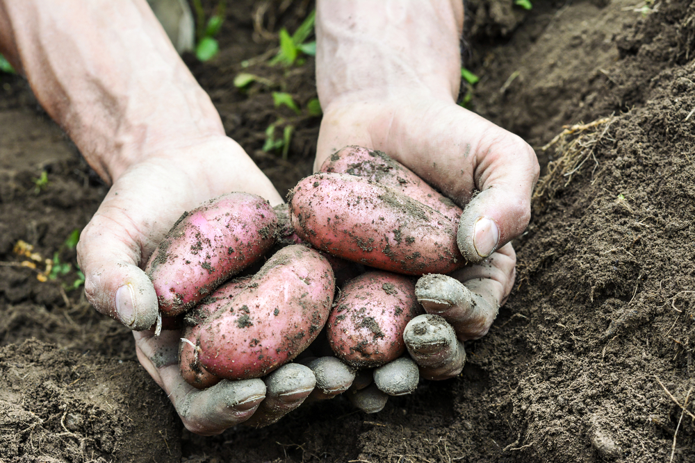 alimentazione biologica normativa europea