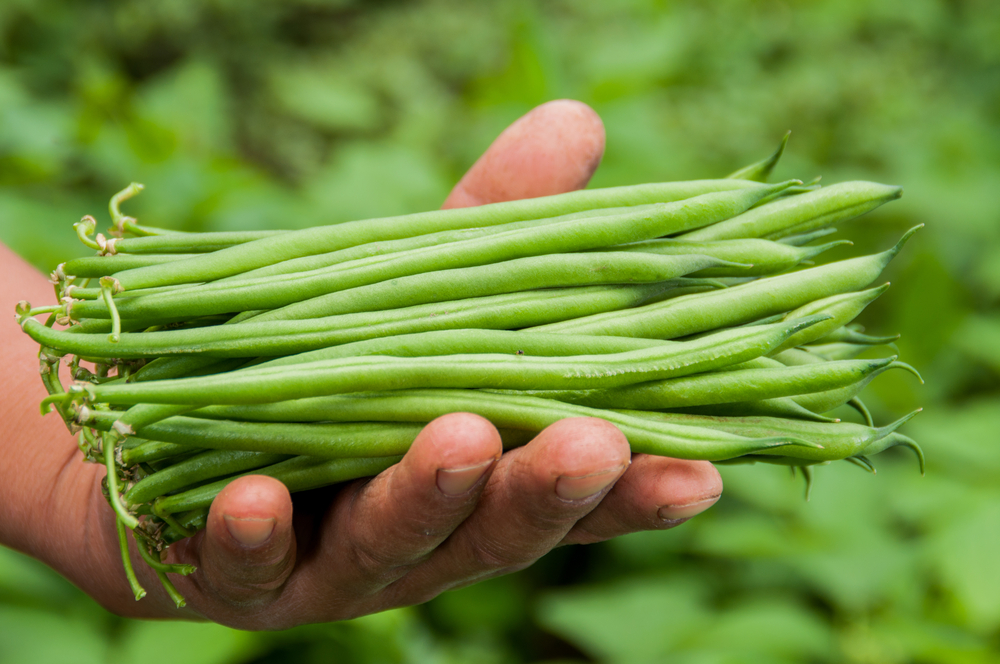 Fagiolini, ma anche tegoline, fagioli mangiatutto o cornetti. Vengono chiamati con tanti nomignoli dettati dalle tradizioni popolari regionali, ma sono sempre loro: i teneri legumi, di cui si mangia tutto il baccello, vero toccasana per l’organismo. Melarossa.it #melarossa