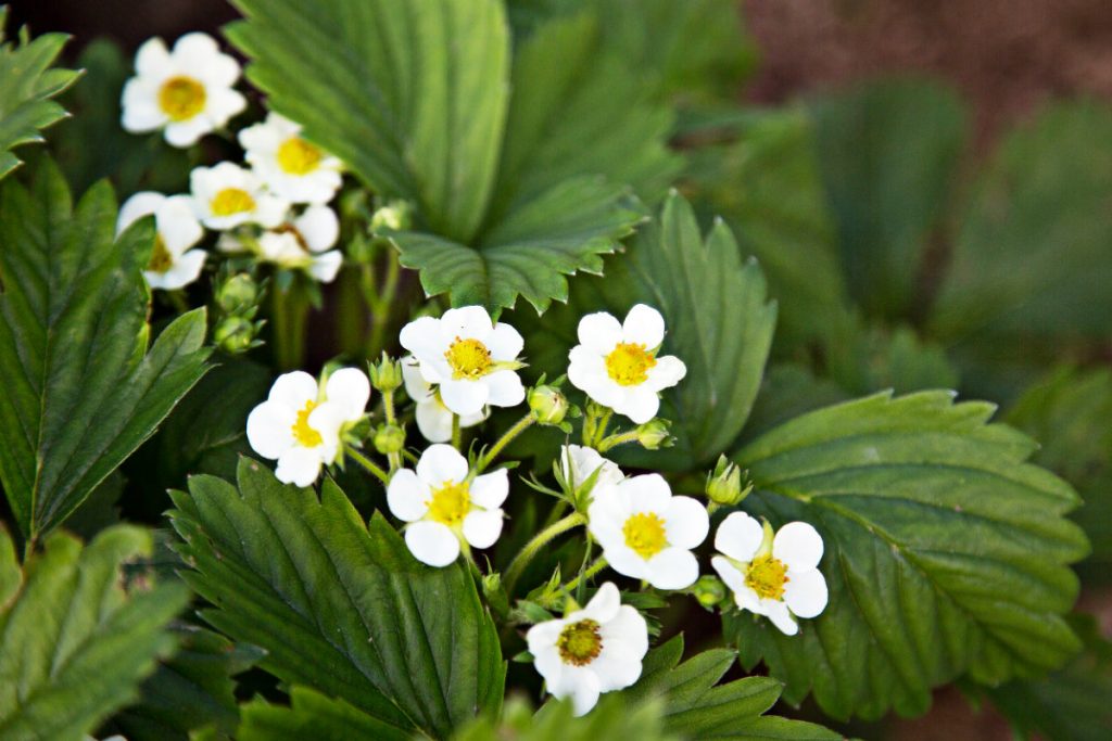 fragole, i fiori