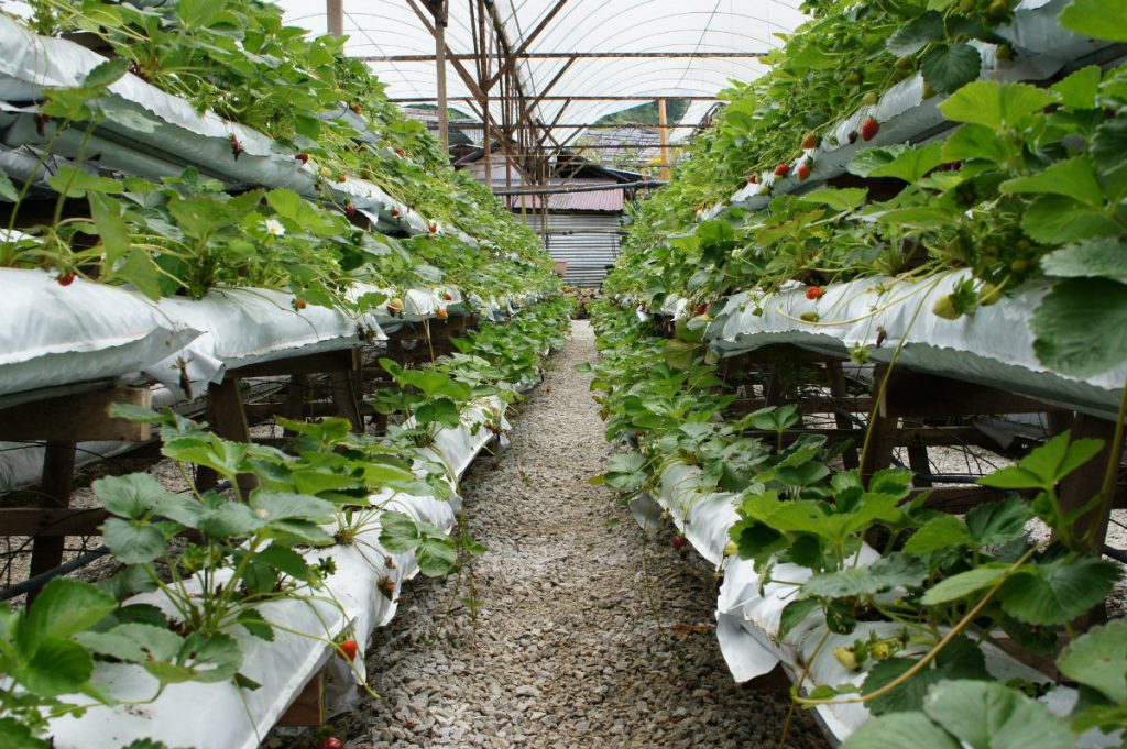 fragole, la coltivazione in serra