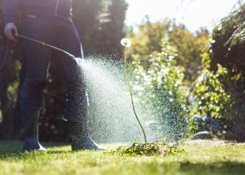 glifosato pesticida monsanto