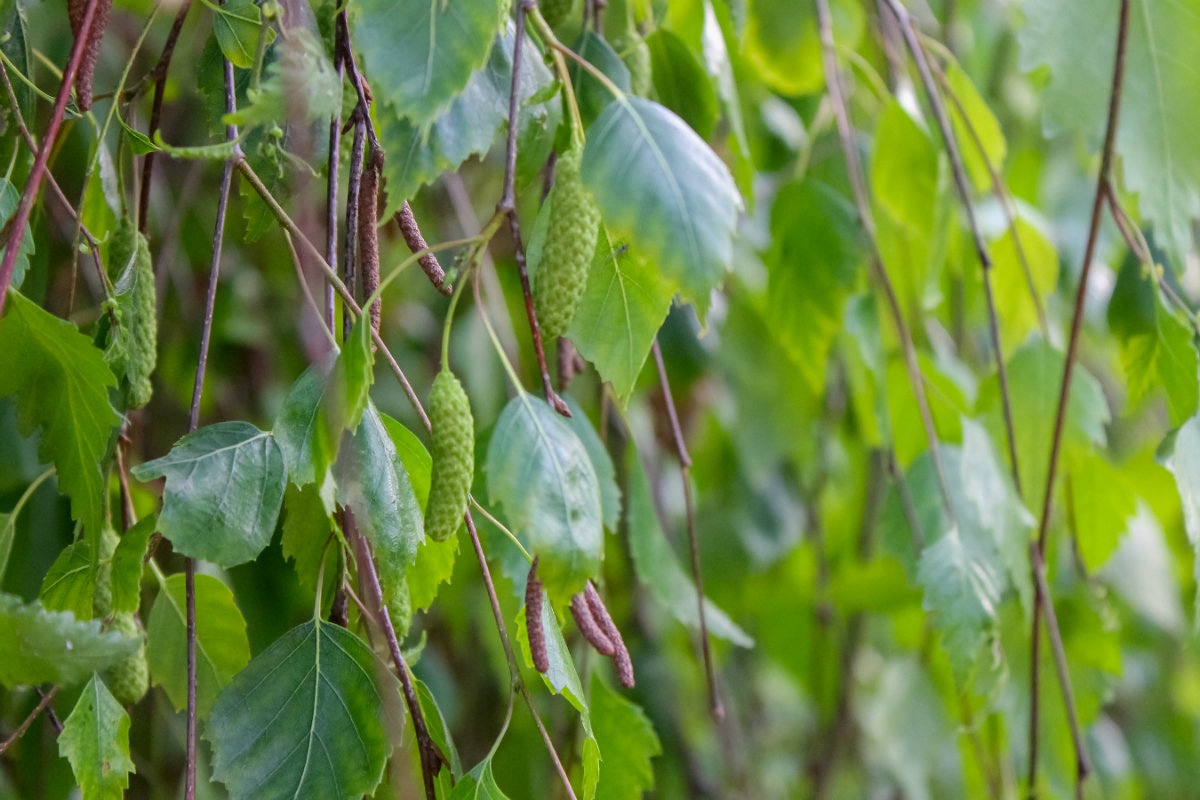 rimedi naturali anticellulite, betulla verrucosa