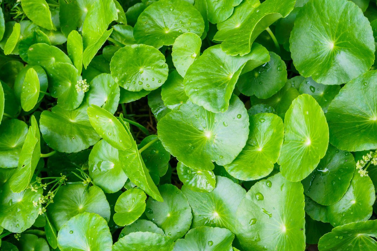 rimedi naturali anticellulite, centella