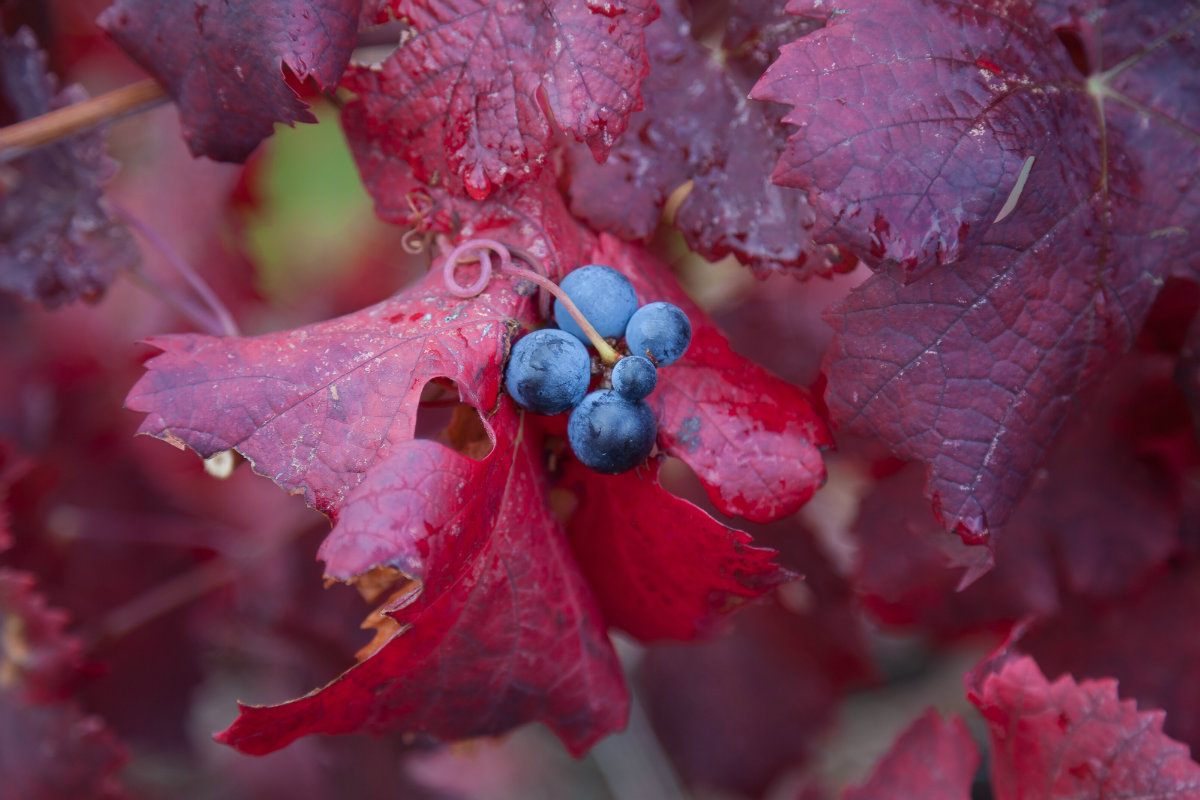 rimedi naturali anticellulite, vite rossa