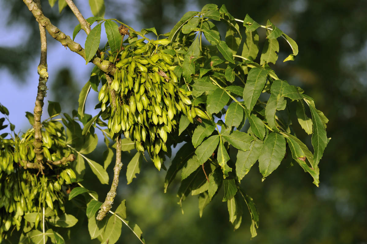 rimedi naturali anticellulite, frassino