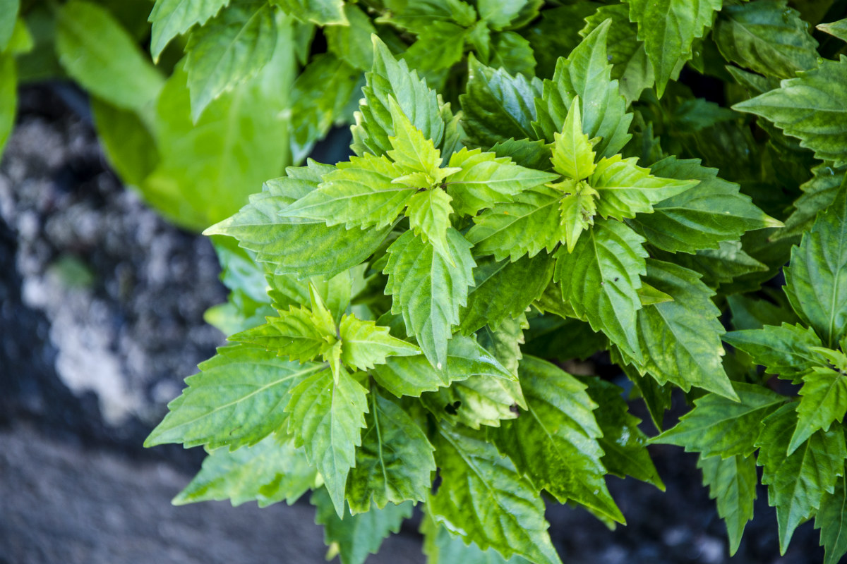 rimedi naturali anticellulite, ortosiphon