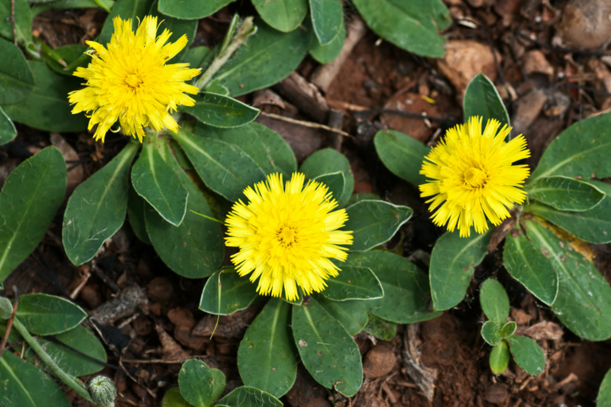 rimedi naturali anticellulite, pilosella