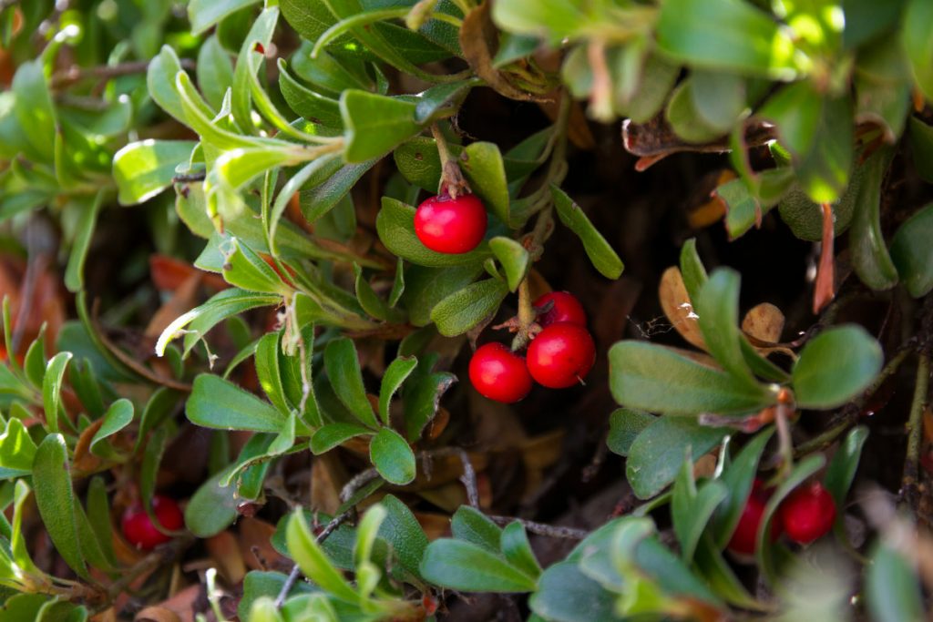 Rimedi naturali per la cistite: tintura madre di uva ursina