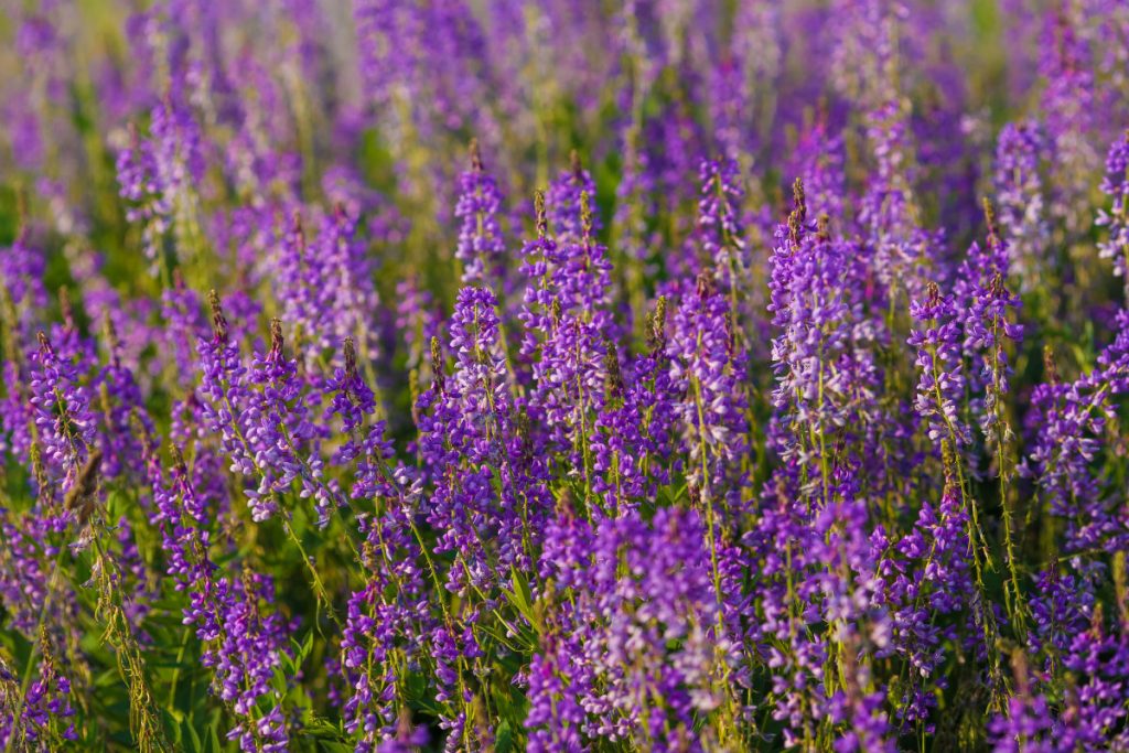 rimedi naturali per il diabete: la galega