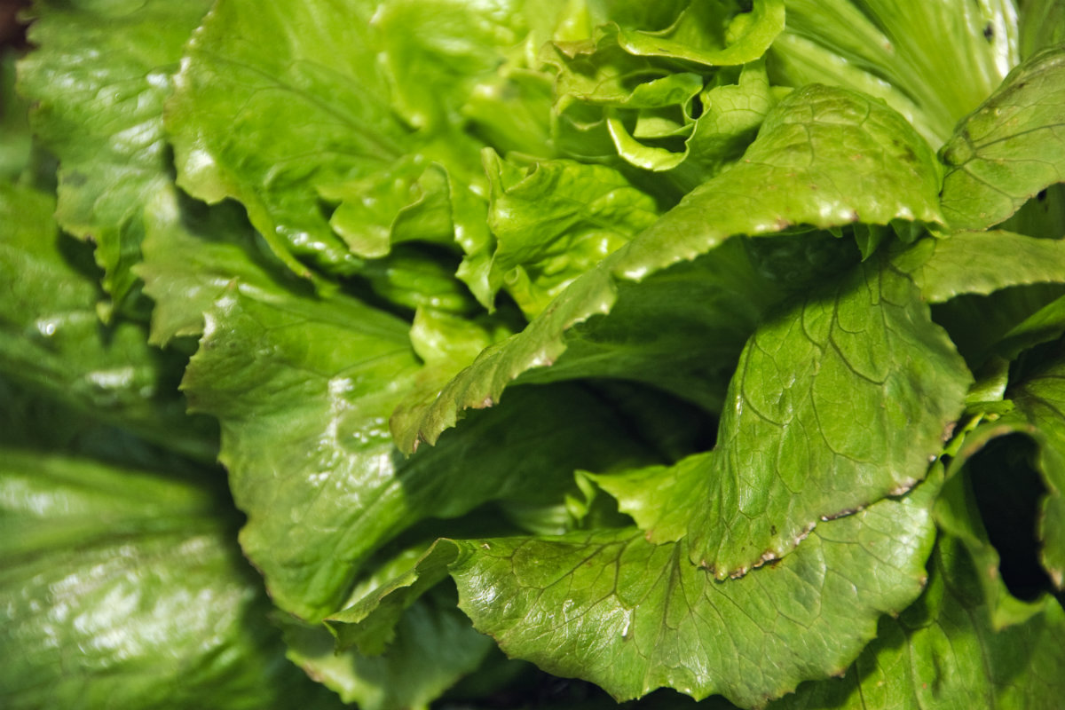 Tipi di insalata 15 varietà da mangiare senza limiti Melarossa