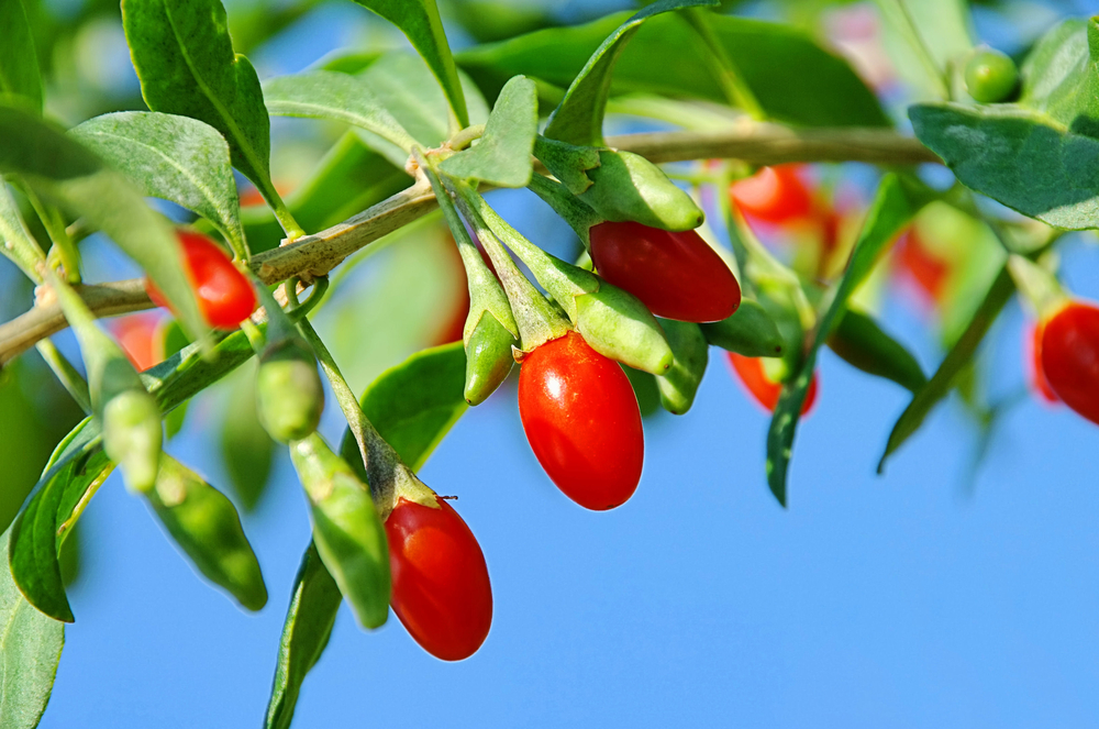 L'antica storia delle bacche di Goji

