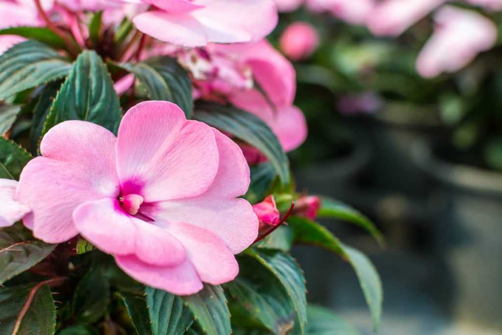 fiori di bach, impatients