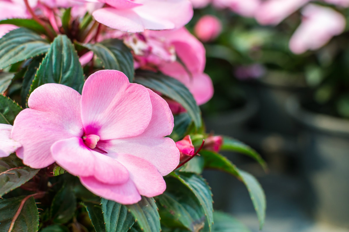 fiori di bach, impatients