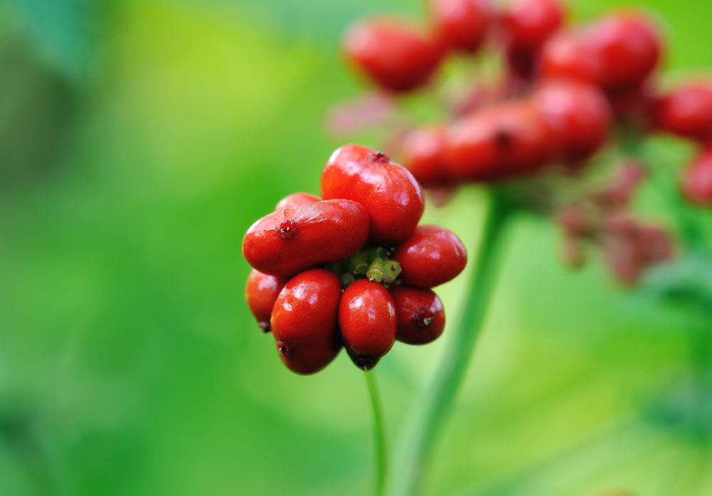 Ginseng: cos'è, i suoi fiori