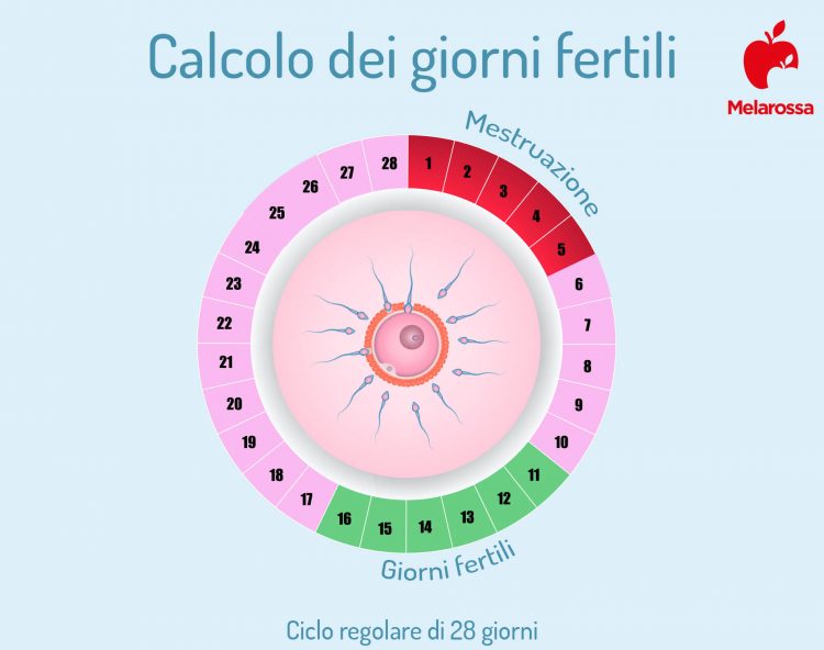 Fertilità: cos'è, calendario e calcolo periodo fertile - Melarossa