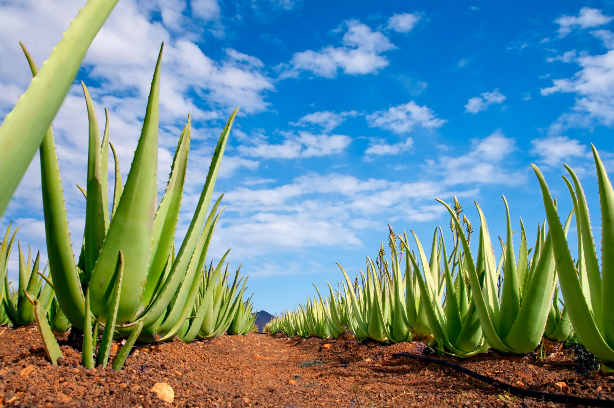 aloe vera, la plante