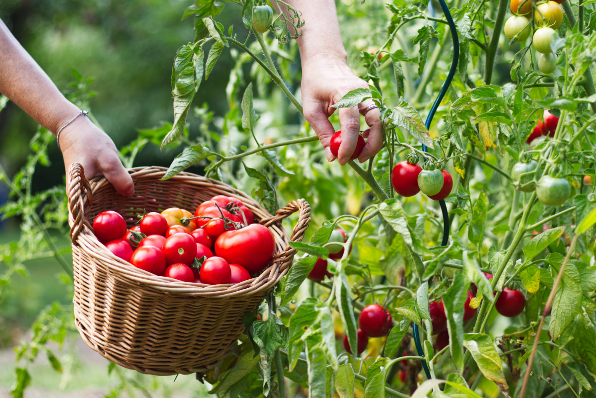 pomodori, la raccolta