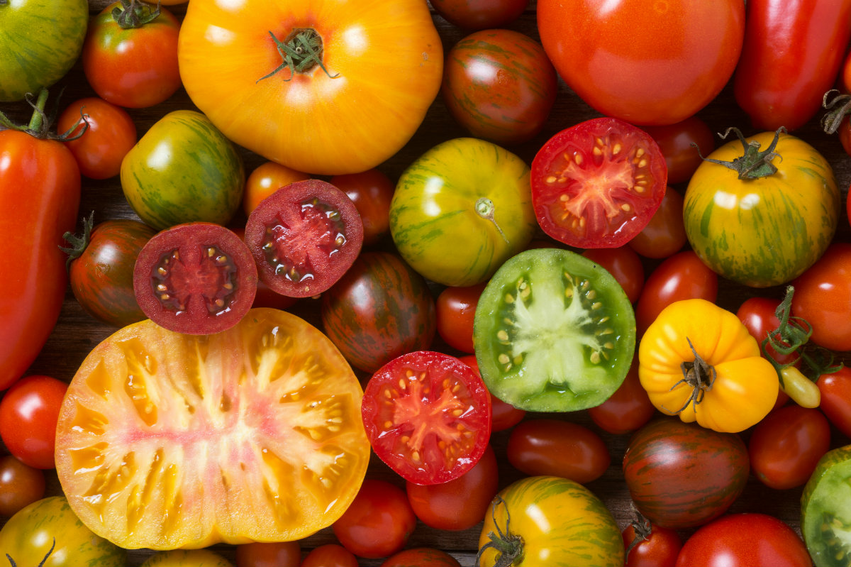 varietà dei pomodori