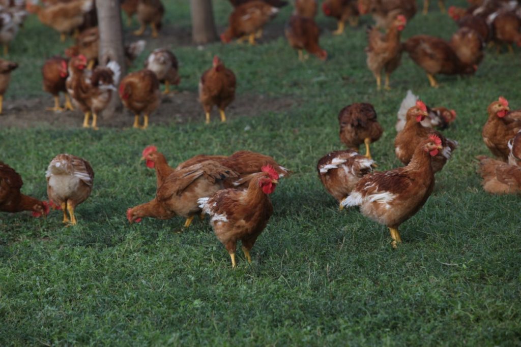 tutela della biodiversità