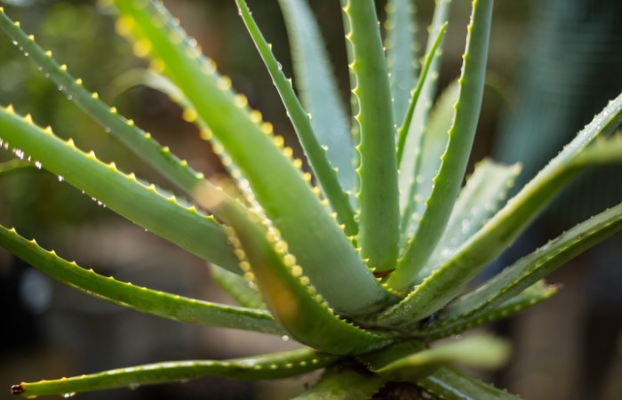 aloe vera