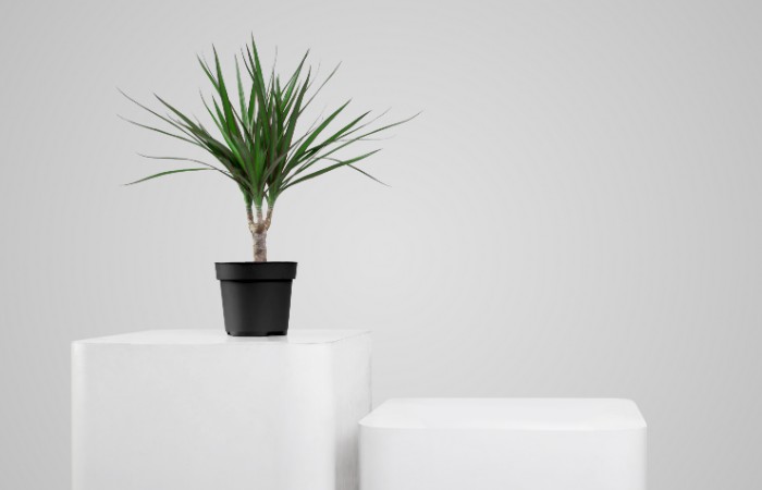 dracena