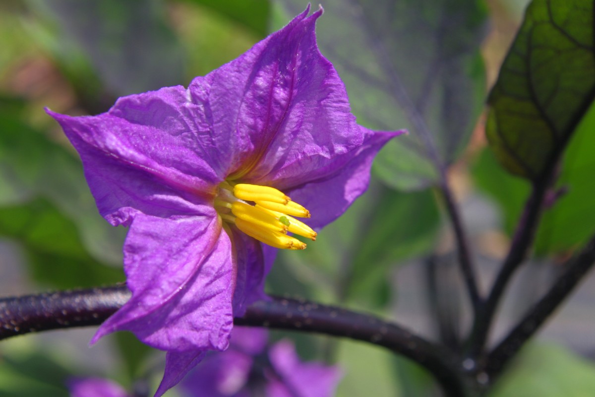 melanzana cos'è: il fiore