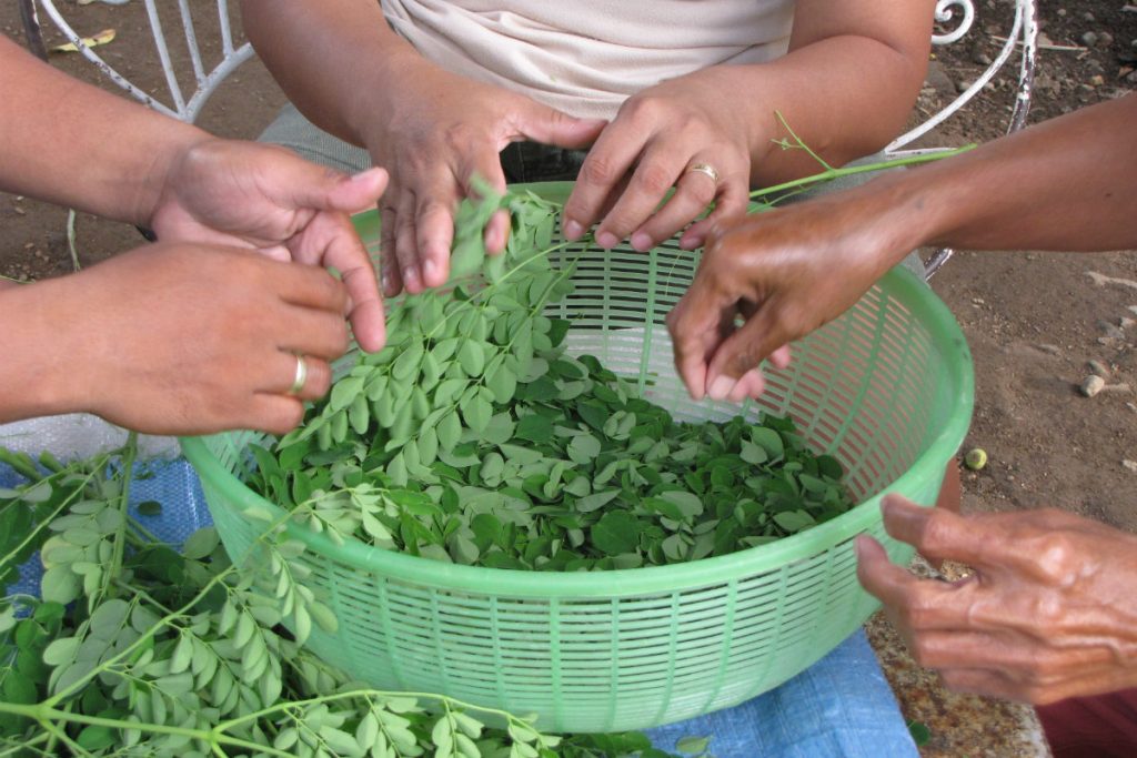 moringa, la raccolta