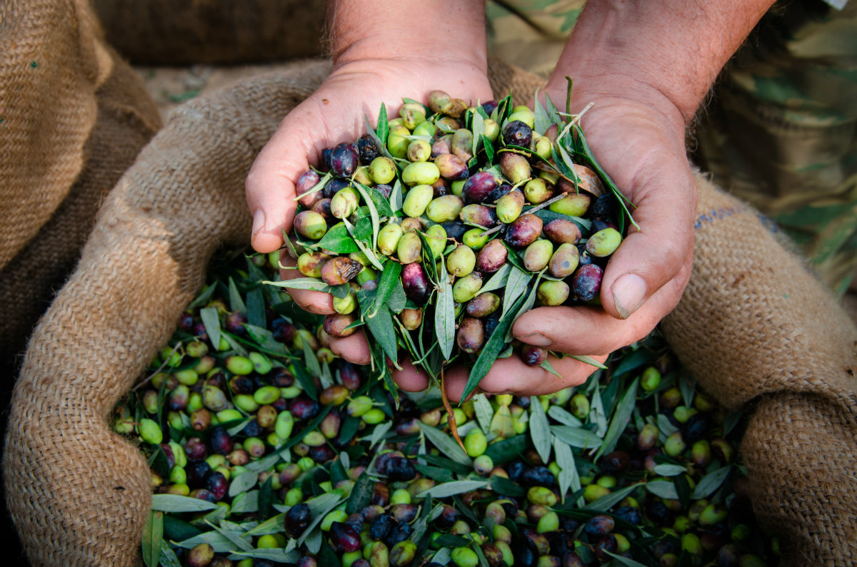 olio extravergine d'oliva, la raccolta