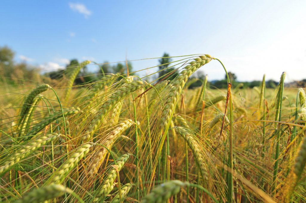 orzo, la pianta