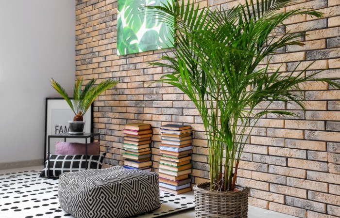 palma areca