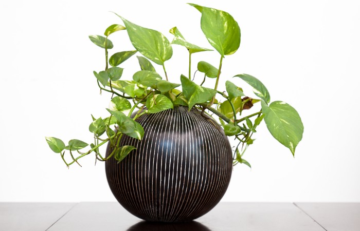 pothos