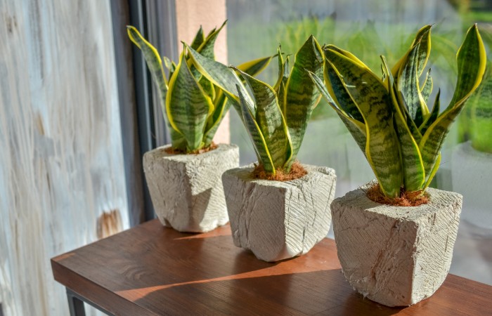 sansevieria