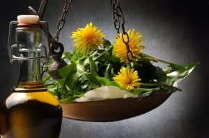 Tarassaco o dente di leone: usi, proprietà e benefici dell’erba medicinale
