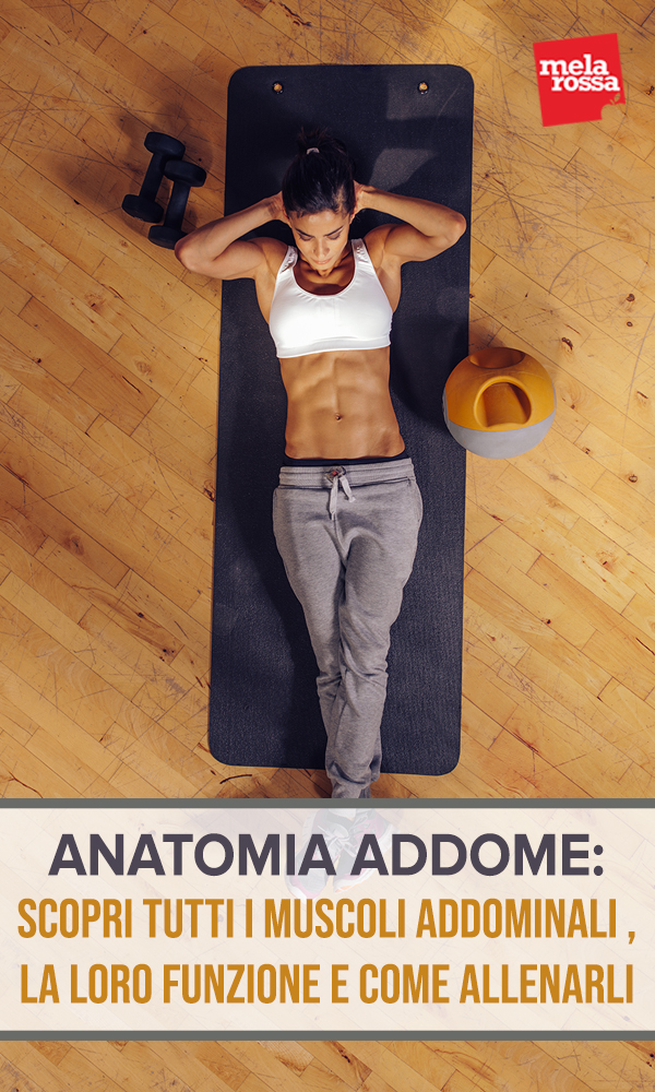 anatomia-addome