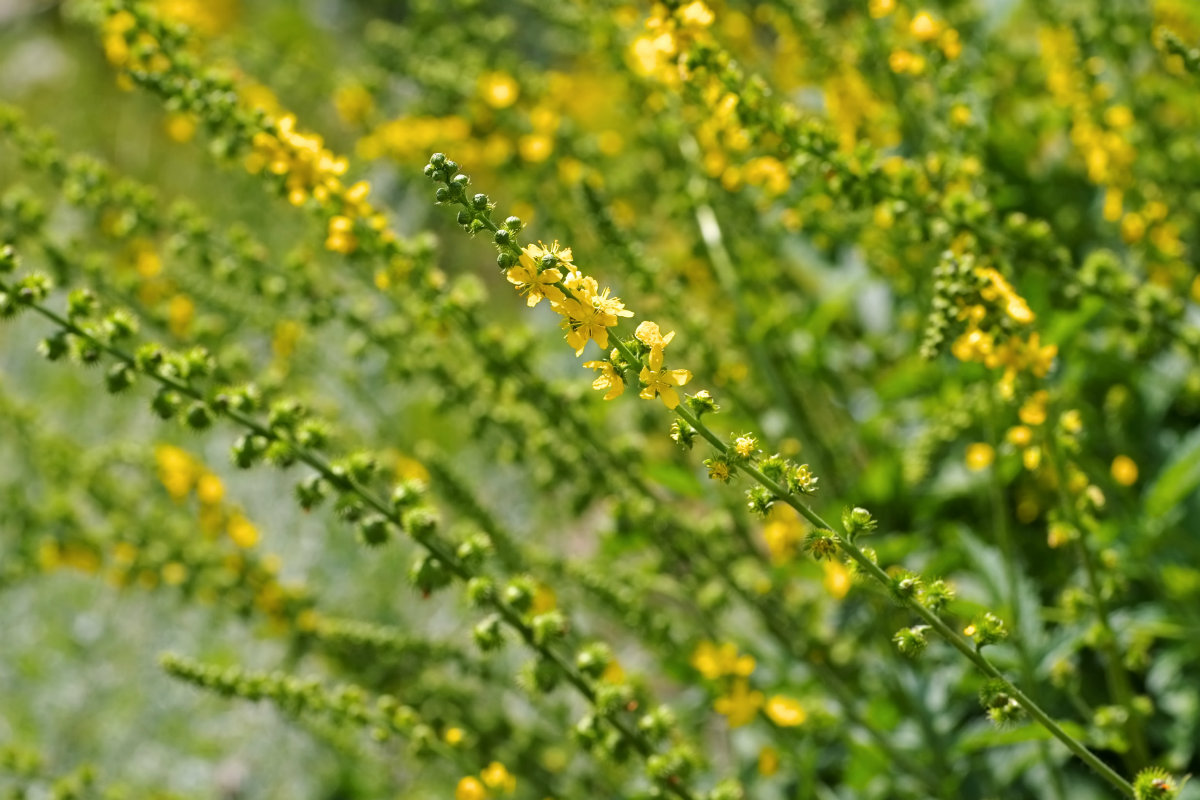 fiori di bach, agrimony