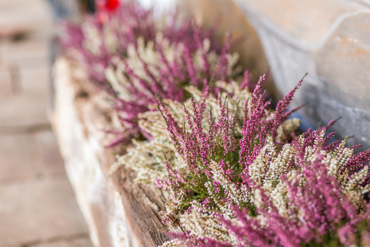 fiori di bach, heather