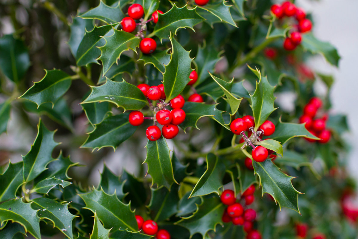fiori di bach, holly