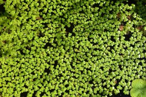Nutrizione 6 Mankai: la lenticchia d’acqua è il nuovo superfood