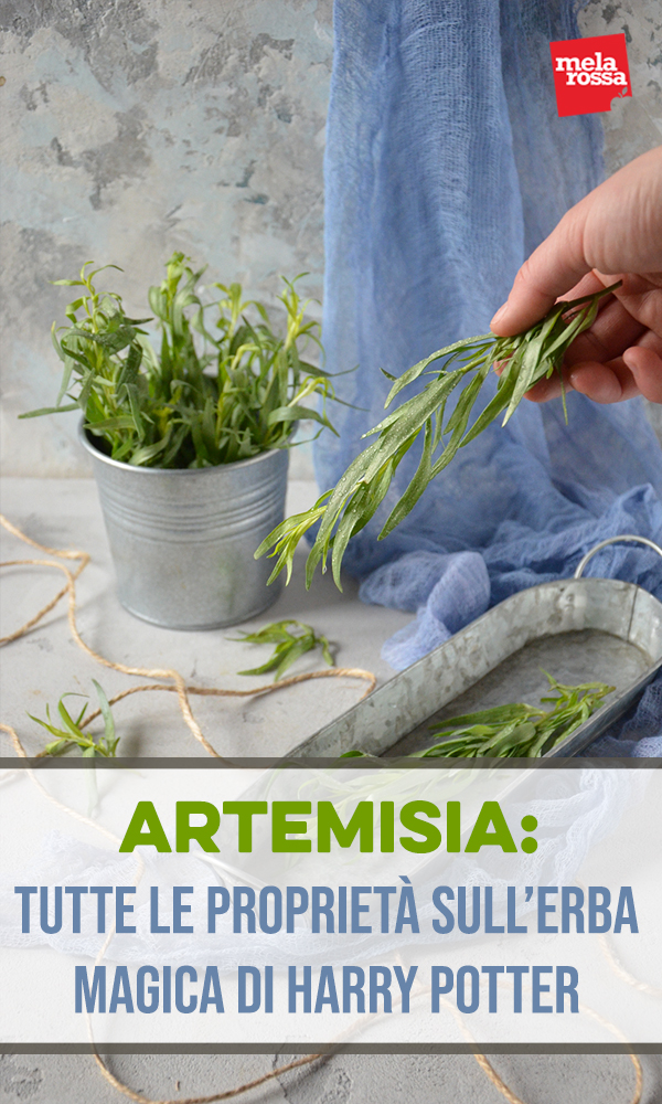 artemisia