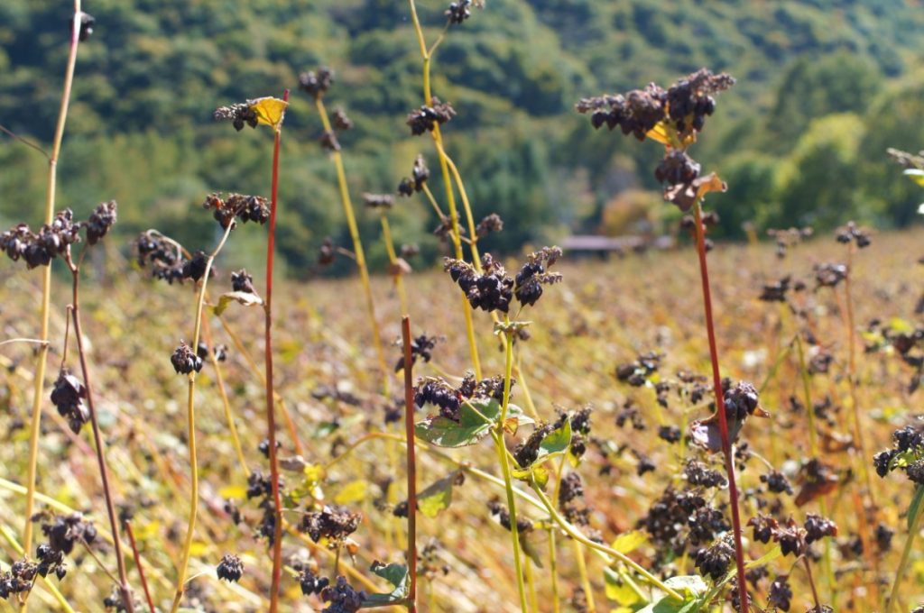 grano saraceno storia