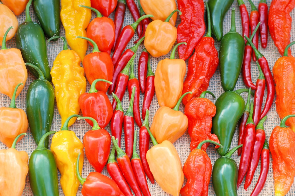 peperoni varietà
