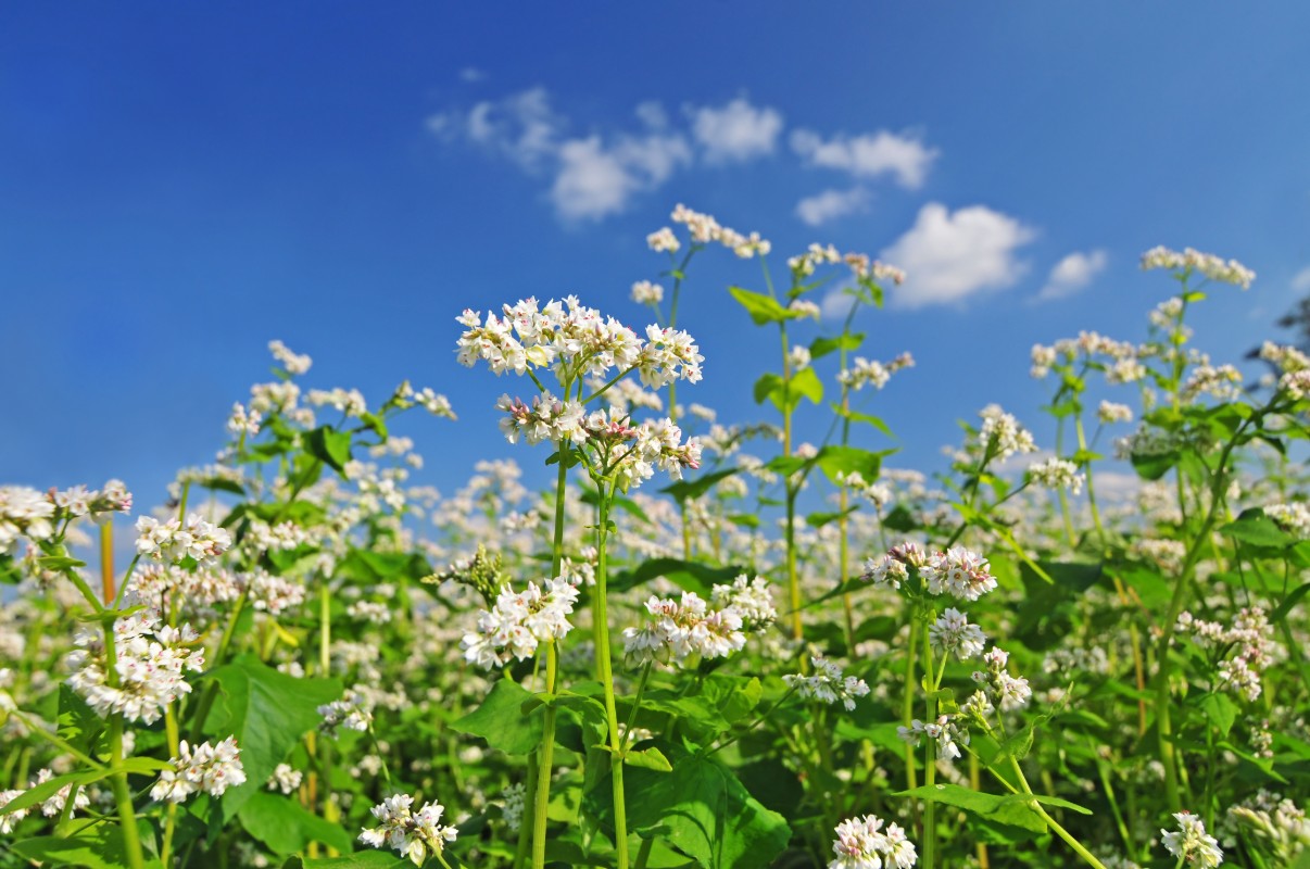 Grano saraceno: pianta, fiori e frutti