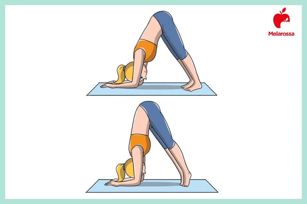 Illustrazione posizioni yoga delfino ardha pincha mayurasana con avambracci a terra e bacino sollevato.