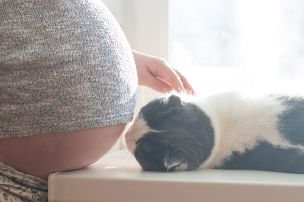stile di vita in gravidanza come comportarsi con gli animali