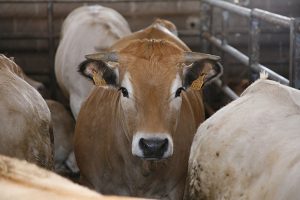Tipologie di allevamento: da dove viene la carne che mettiamo in tavola e quanto è sostenibile?