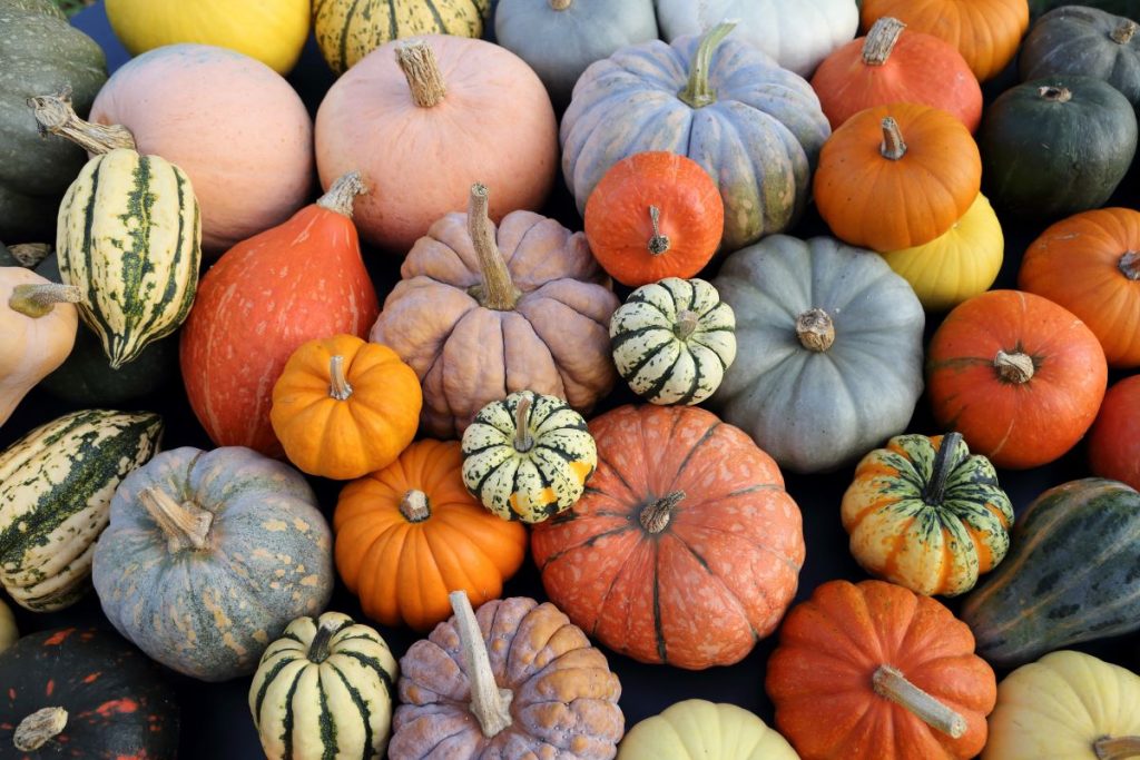 zucca