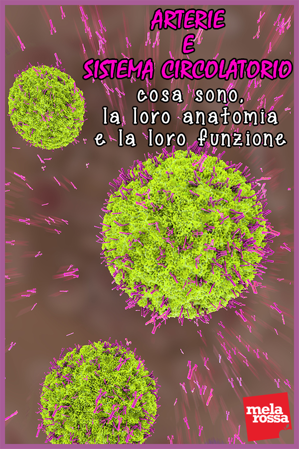arterie sistema circolatorio