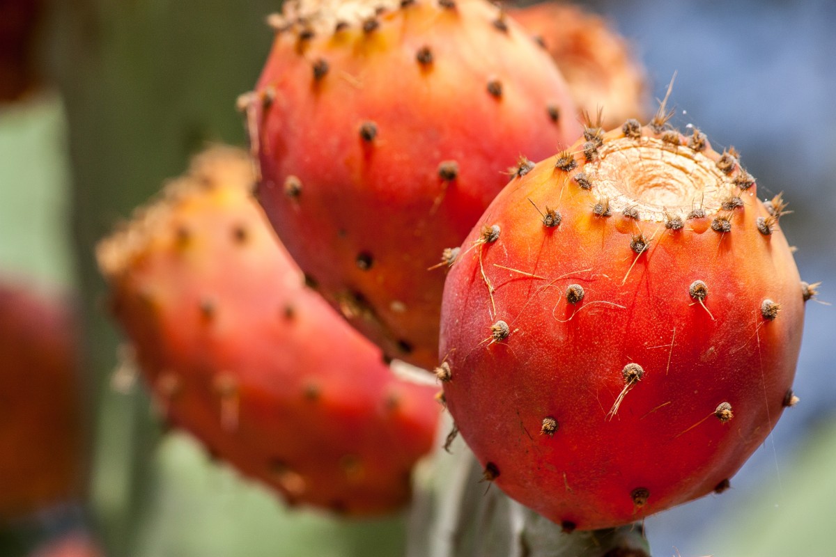 fichi d'india: come sbucciarli