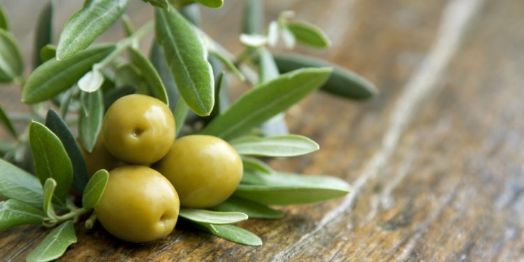 foglie-olivo-proprietà-benefiche